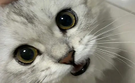 猫咪眼部周围为什么没有毛