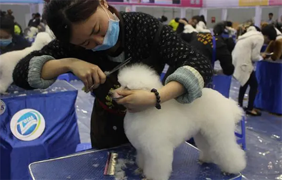 派多格宠物美容学校怎么样