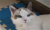 6个月的猫有多大图片