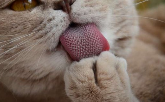 猫咪舌头有刺是为什么