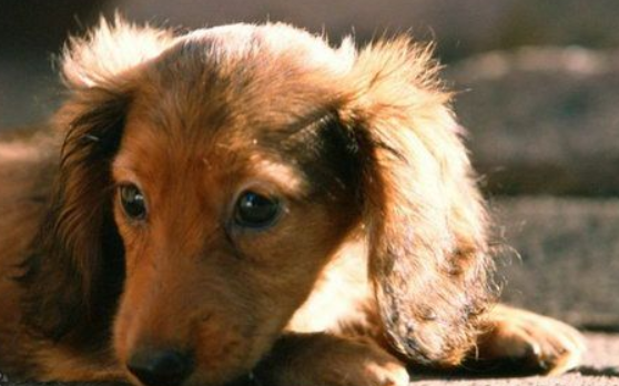 腊肠犬得了犬瘟热怎么办?速来看看~ 腊肠犬得了犬瘟热怎么办?速来看看~