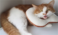 怎样养猫才能让猫不生病