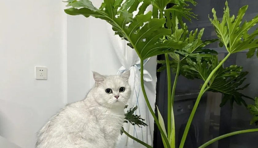家里有猫适合养什么植物