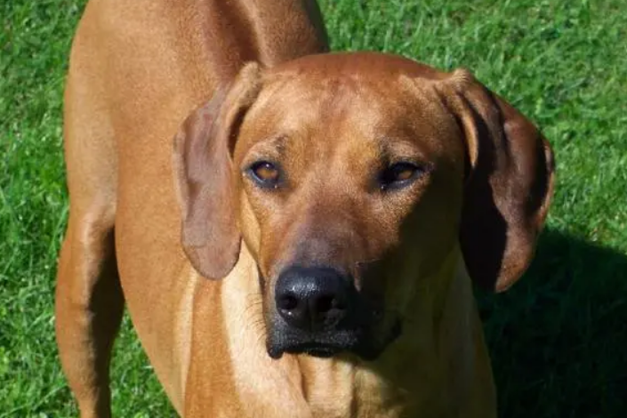 罗得西亚脊背犬怎么养?来这里看看吧 罗得西亚脊背犬怎么养?来这里看看吧