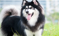 阿拉斯加犬喂养知识？它来咯！