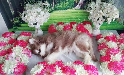 狗狗如何安葬最好 狗狗如何安葬最好