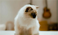 猫咪为什么总跑回来睡觉的原因