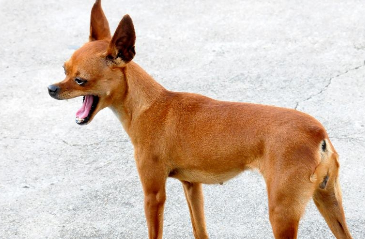 你还不知道小鹿犬优点缺点有什么吗? 你还不知道小鹿犬优点缺点有什么吗?