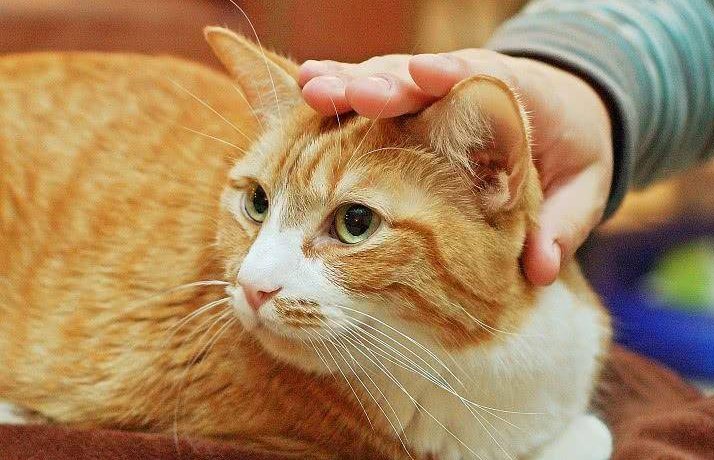 猫为什么喜欢给它挠痒痒