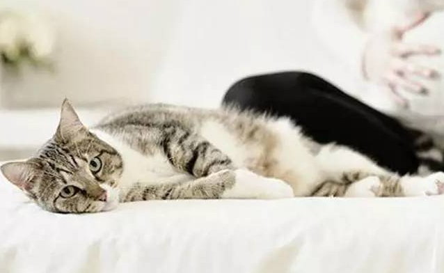 猫爬过的床单有弓形虫么