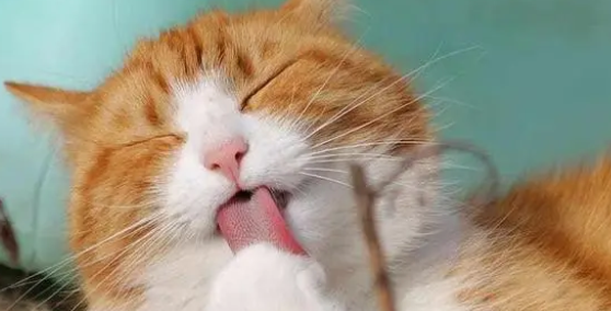 go猫粮:老话说:“猫猫的尾巴不能揪” go猫粮:老话说:“猫猫的尾巴不能揪”