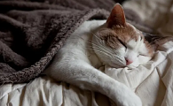猫咪每天做梦是为什么