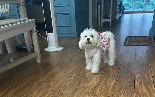 马尔济斯犬的缺点有哪些？主要有这5点