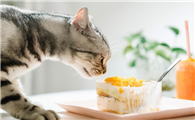 猫会把自己吃撑吗
