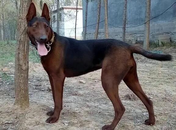 养莱州红犬要注意什么?主人一定要知道 养莱州红犬要注意什么?主人一定要知道