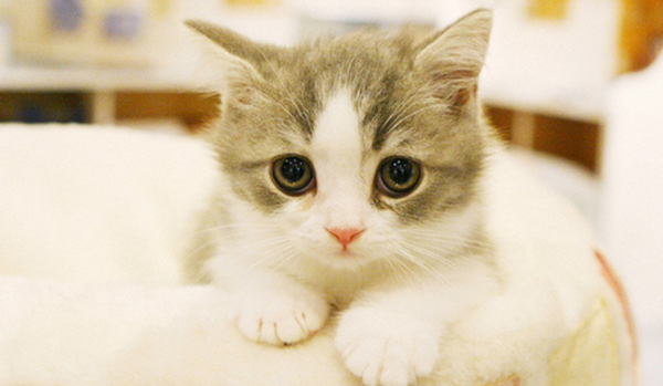 男朋友养猫我吃醋了正常吗 男朋友养猫我吃醋了正常吗