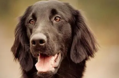平毛寻回猎犬随行怎么训练?这里可以了解~ 平毛寻回猎犬随行怎么训练?这里可以了解~