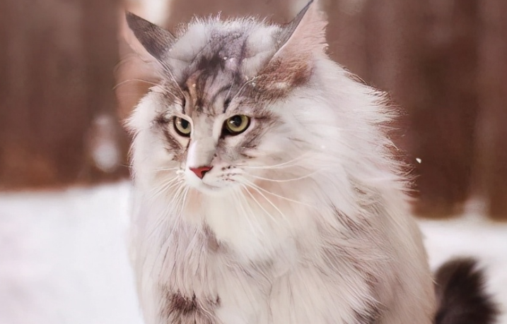 挪威森林猫产后怎么护理?产后护理方法来啦! 挪威森林猫产后怎么护理?产后护理方法来啦!