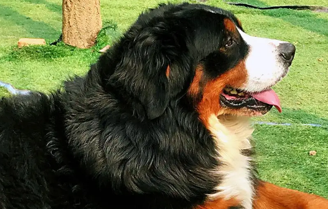 伯恩山犬性格怎么样?来看一看吧 伯恩山犬性格怎么样?来看一看吧