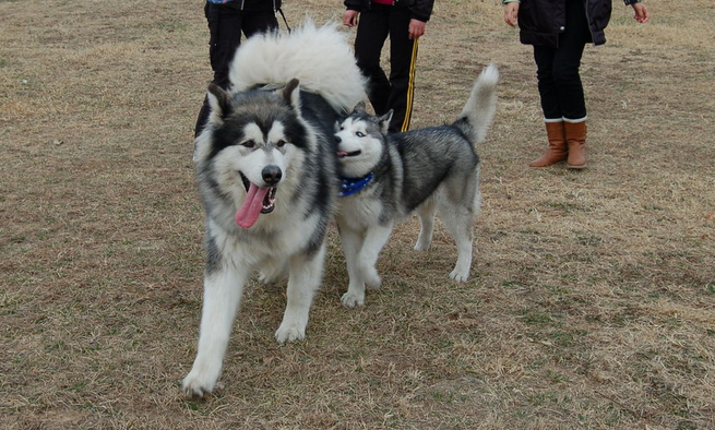 阿拉斯加犬最怕什么？今天带你们了解！