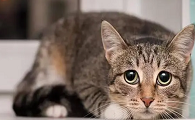 澳将对猫实行宵禁