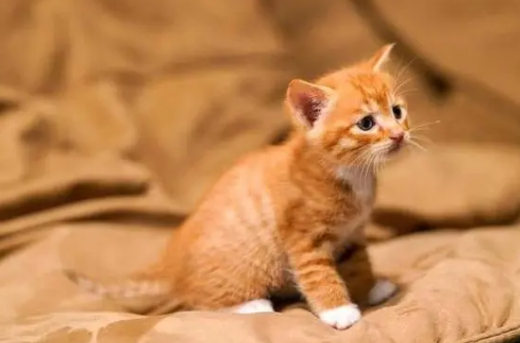 养猫后悔的人多吗 养猫后悔的人多吗