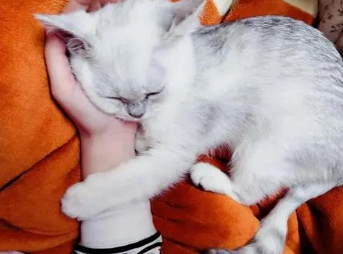 小猫为什么会黏人的原因
