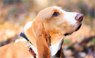巴吉度犬感冒怎么办?速速来get