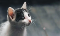 为什么小猫咪没了胡须呢