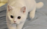 猫咪早上为什么老是叫呢
