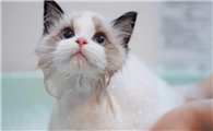 猫咪洗澡应激的原因