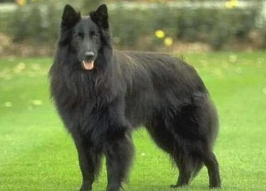 比利时牧羊犬得细小怎么办?没事,勿慌 比利时牧羊犬得细小怎么办?没事,勿慌