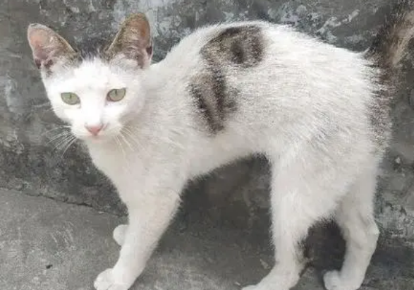 土猫适合家养吗