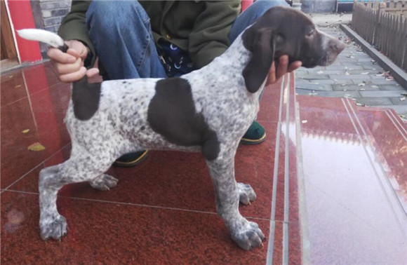 波音达猎犬感冒怎么办?这些注意事项要收好 波音达猎犬感冒怎么办?这些注意事项要收好