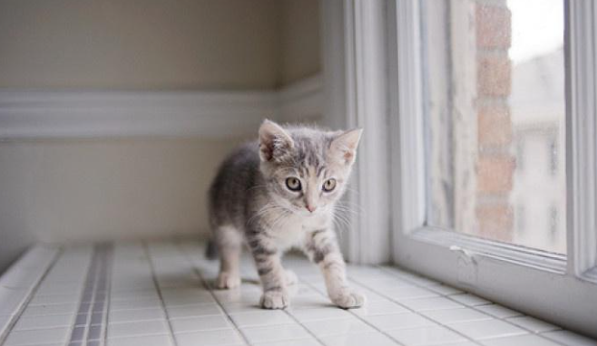 猫咪为什么会逃出我家里呢
