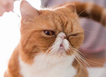 养猫对人的好处和坏处