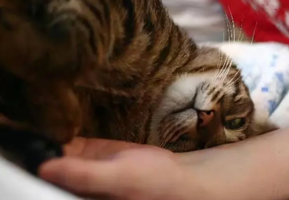猫咪会爱上人类吗