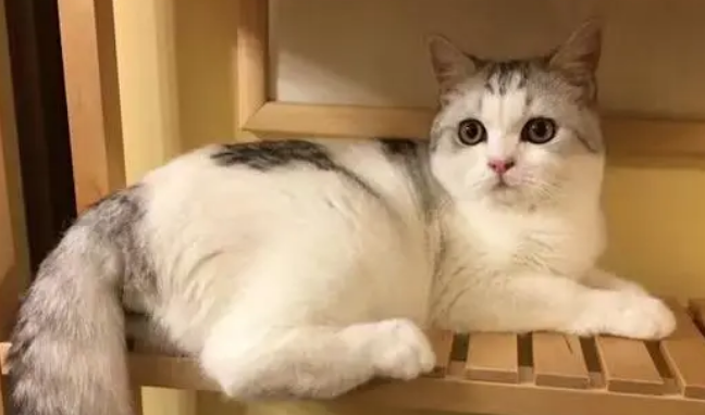 万州哪里有猫舍