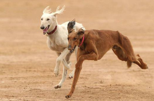 细犬怎么养?方法很重要 细犬怎么养?方法很重要