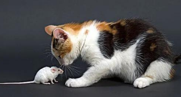 大老鼠会咬死小猫吗