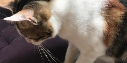 猫咪抓伤出血发麻为什么呢