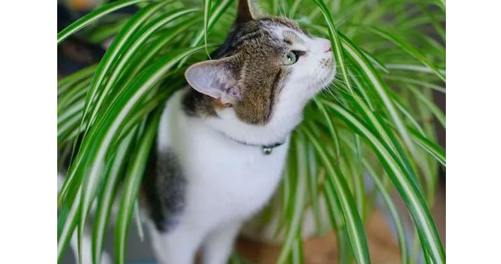 猫咪为什么偷吃吊兰叶子呢 猫咪为什么偷吃吊兰叶子呢