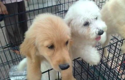 买狗狗去哪个网站买可靠