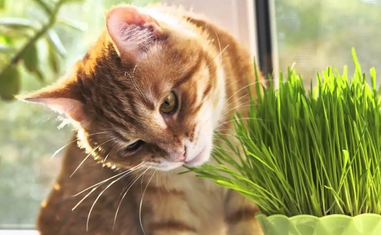 猫可以吃哪些花草 猫可以吃哪些花草