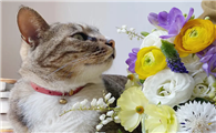 养什么花对猫咪没有影响
