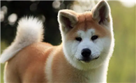 秋田犬几个月成年?你知道吗?