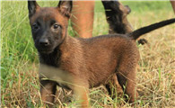 马犬幼犬断奶吃什么？宠主必看
