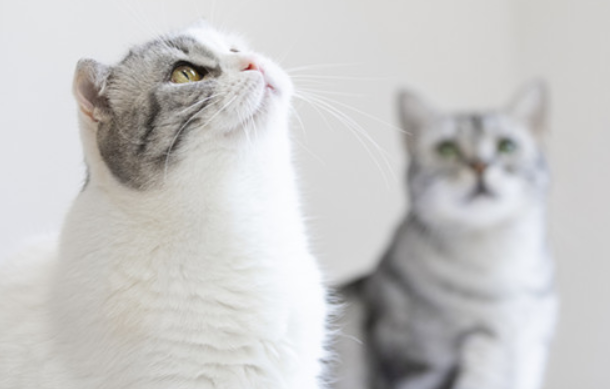 小奶猫一直睡觉正常吗肚子不饿吗？快来了解下