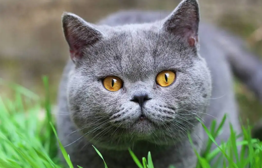 常州哪里有猫舍