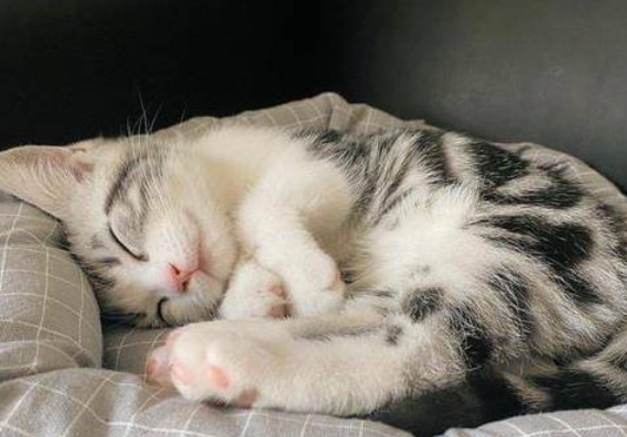 猫咪睡觉为什么在发抖呢正常吗